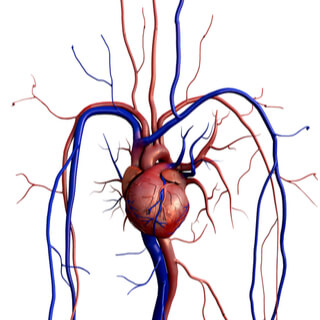 5. نظام التوصيل (Conduction System)