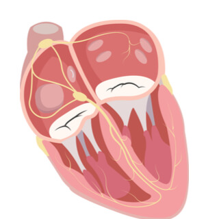 5. نظام التوصيل (Conduction System)