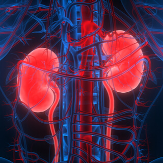 1. الكليتان (Kidneys)