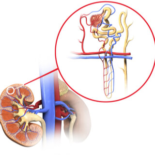 2. النيفرون  (Nephron)