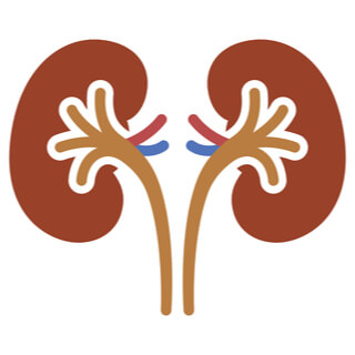 3. الحالبان (Two ureters)