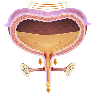 4. المثانة (Bladder)