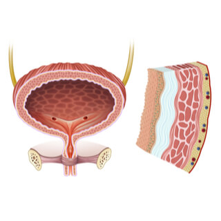 5. العضلتان العاصرة (Two sphincter muscles)