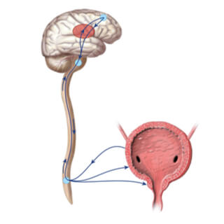 6. أعصاب المثانة  (Nerves in the bladder)