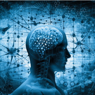 أجزاء الدماغ بالصور