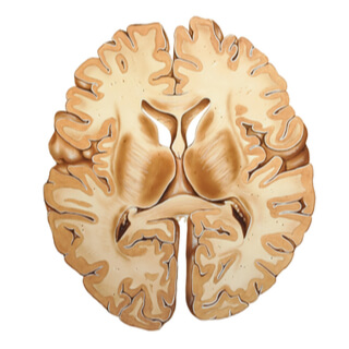 2. القشرة الدماغية