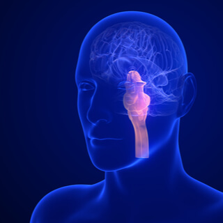 4. جذع الدماغ