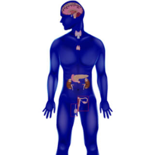 تعرف على الغدد الصماء بالصور 