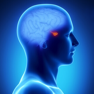 الغدة النخامية