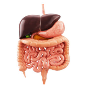 تعرف على أطعمة تفيد الجهاز الهضمي بالصور