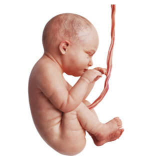 تطور الجنين في الشهر الخامس