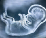 تحديد جنس الجنين, حقائق ومعتقدات