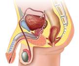 prostata túltengés i stádium n4001 fájdalom a hasi prosztatitis bal oldalán
