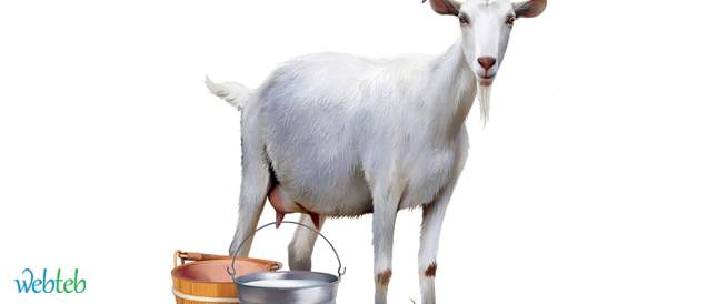 فوائد حليب الماعز.. هل تفوق حليب الأم وحليب البقر؟