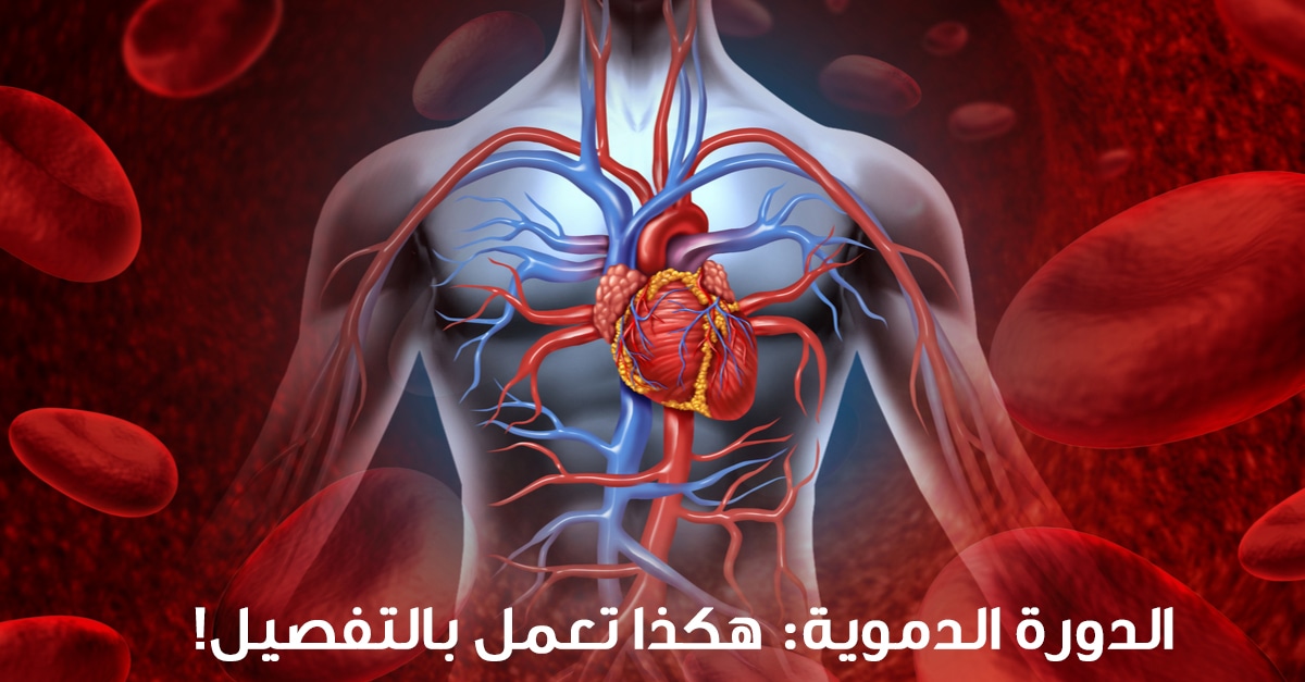 الدورة الدموية الكبرى - دور الشعيرات الدموية في الدورة الدموية الكبرى
