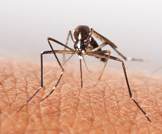 أسئلة شائعة حول الملاريا