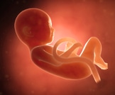 مراحل تطور الجنين أسبوعيًا