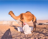 حليب الإبل: فوائد ومحاذير