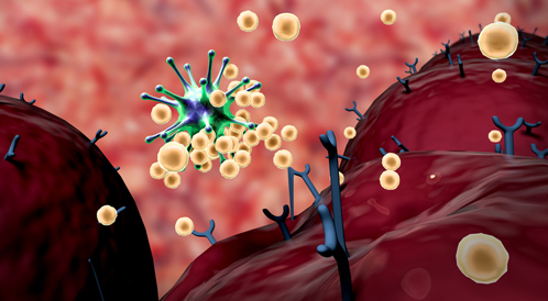 الخلايا التي تعمل على مهاجمة الفيروسات والأجسام الغريبة التي تغزو الجسم هي