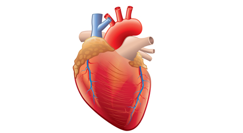 القلب الى من الدوره جريان الدم القلبيه الرئتين هي جهاز القلب