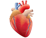 كيف يعمل القلب؟ 