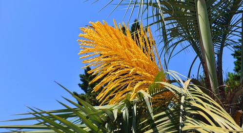4. Каква је ефикасност полена палминог дрвета?