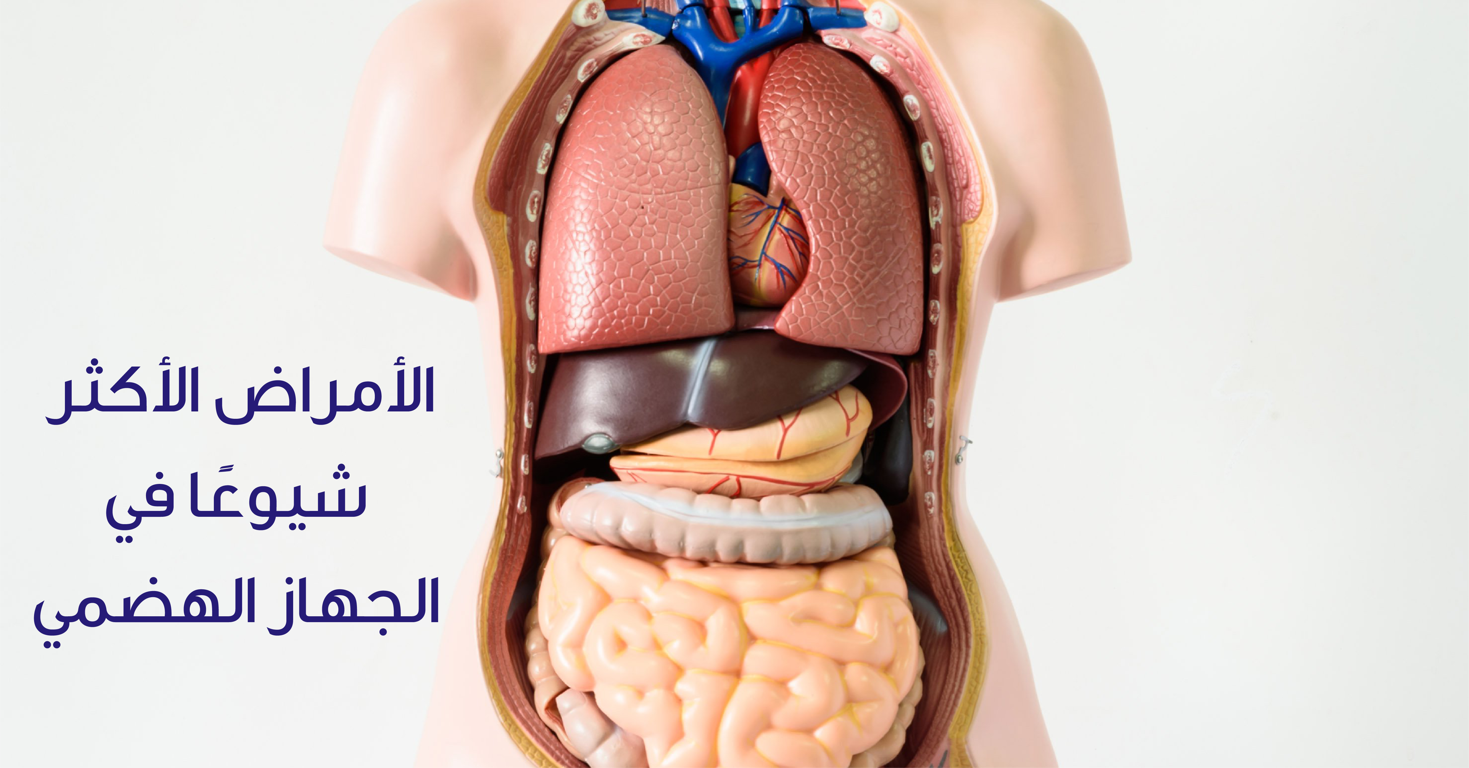 Анатомия человека 1. Внутренние органы. Органы человека. Тело человека внутренние органы. Расположение внутренних органов.