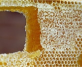 فوائد شمع العسل: قائمة تفصيلية 