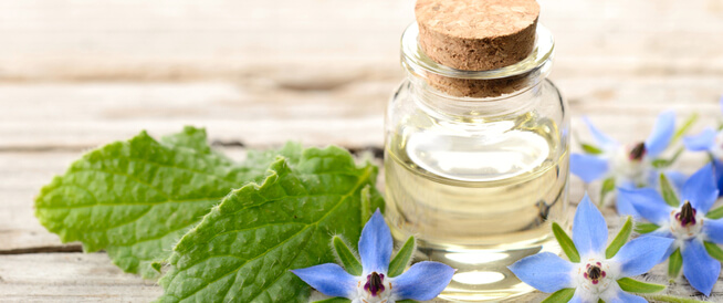 فوائد عشبة لسان الثور وزيتها: عديدة ومتنوعة