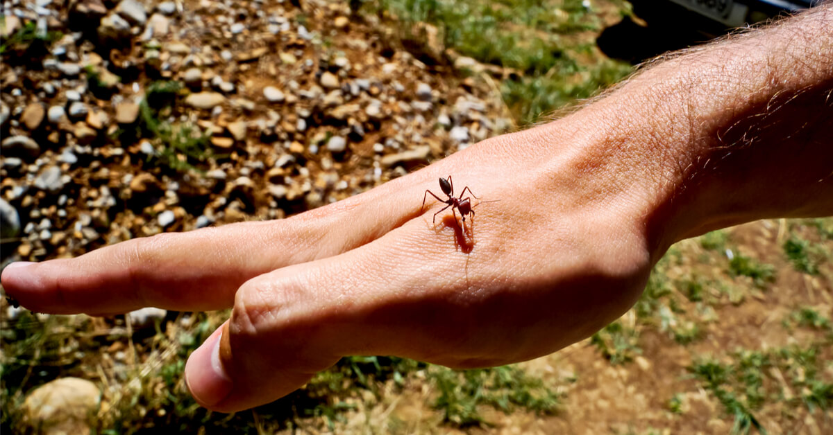 حساسية النمل دليلك الشامل ويب طب