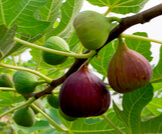 فوائد حليب التين