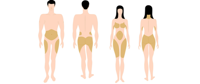 معلومات عن توزيع الدهون في الجسم