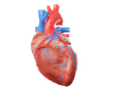 أجزاء القلب: دليلك الشامل