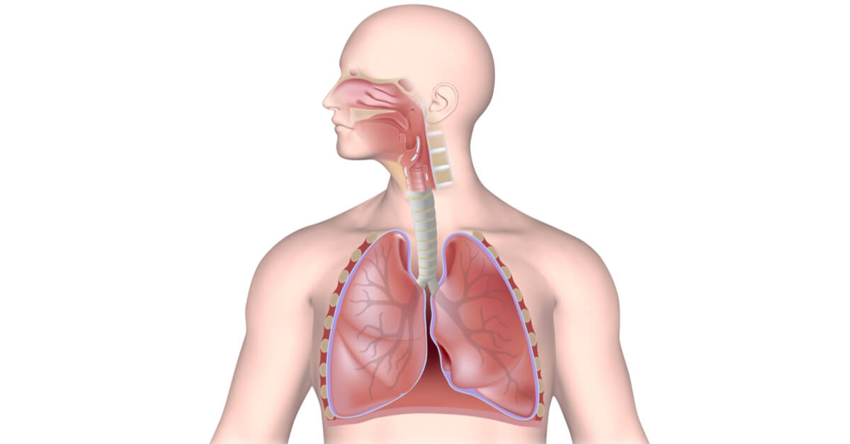 Dišni sustav