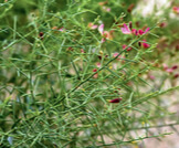 ماذا تعرف عن عشبة العاقول؟