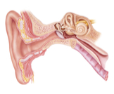 وظيفة الأذن الوسطى