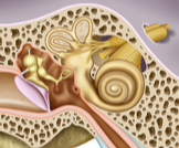 عظام الأذن الوسطى: أبرز المعلومات
