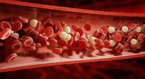الدم نسيج يتكون من خلايا الدم الحمراء وخلايا الدم البيضاء فقط