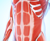 علاج تمزق عضلات البطن
