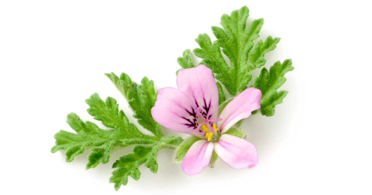 Mirisna biljka: što je to? - Web medicina