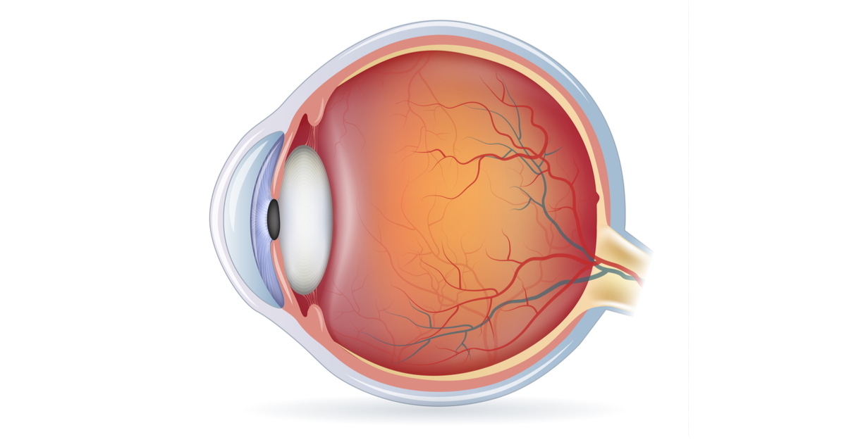 أجزاء العين الخارجية ووظائفها - ويب طب