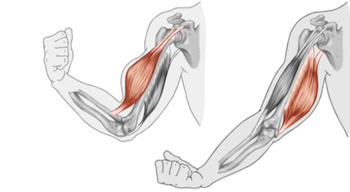 قوة عضلات البطن هي قدرة الفرد في التحمل ، وأيضاً عملها بصورة متكررة ، وذلك من أجل عملية الحفاظ على الانقباض العضلي.