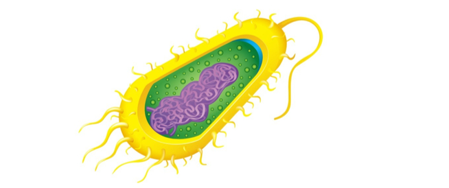 تركيب البكتيريا وأبرز المعلومات عنها