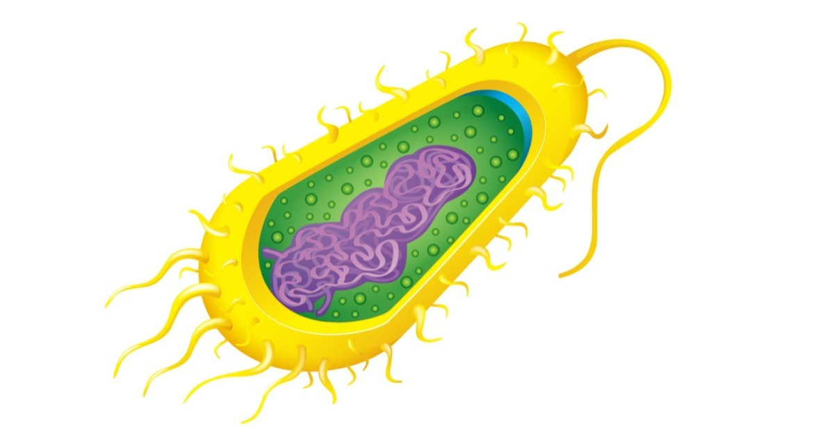 تركيب البكتيريا وأبرز المعلومات عنها ويب طب