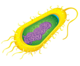 تركيب البكتيريا وأبرز المعلومات عنها