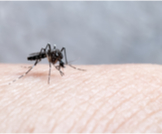 هل مرض الملاريا مميت؟