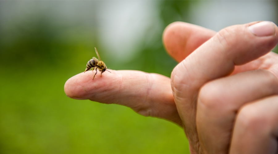 أعراض لدغة النحل - صحتك
