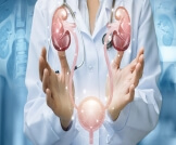 الجهاز البولي عند الجنين: أبرز المعلومات