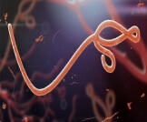 أعراض فيروس إيبولا