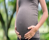 فيروس زيكا والحمل: مضاعفات ومخاطر